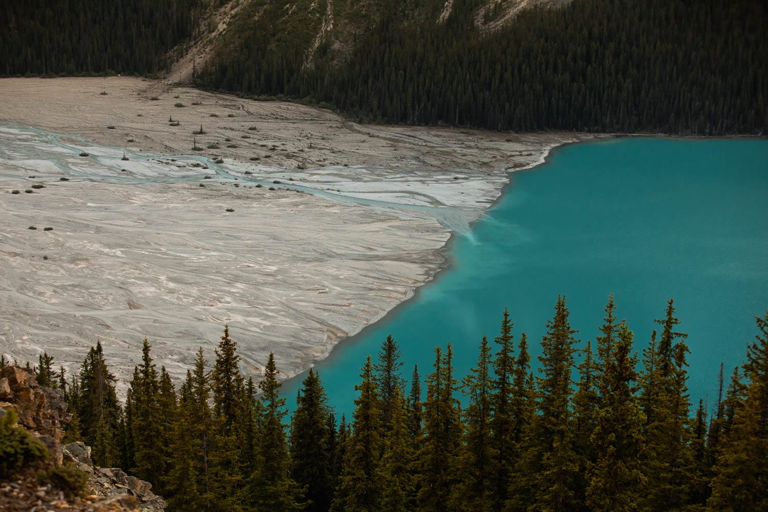 Peyto Lake View