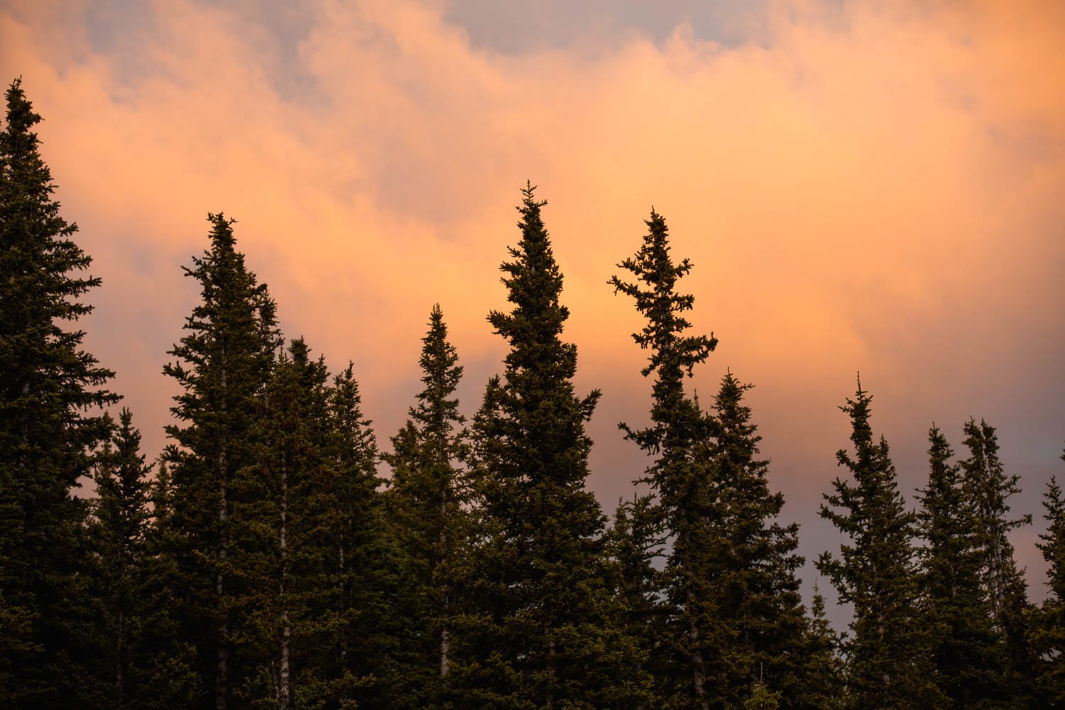 Sunset behind trees