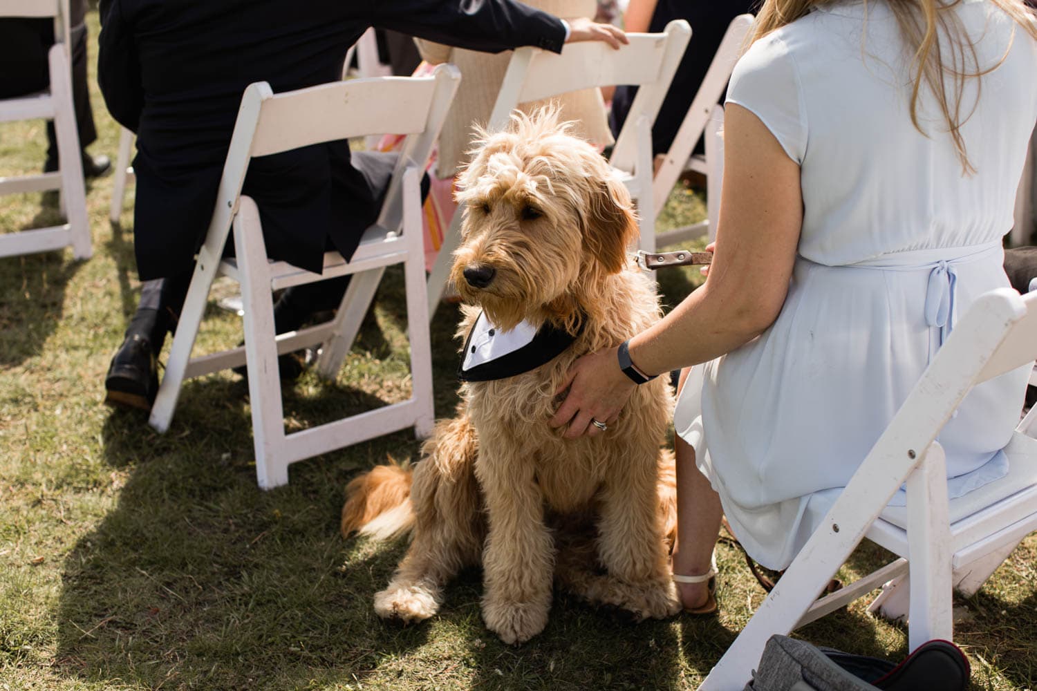 wedding dog outfit