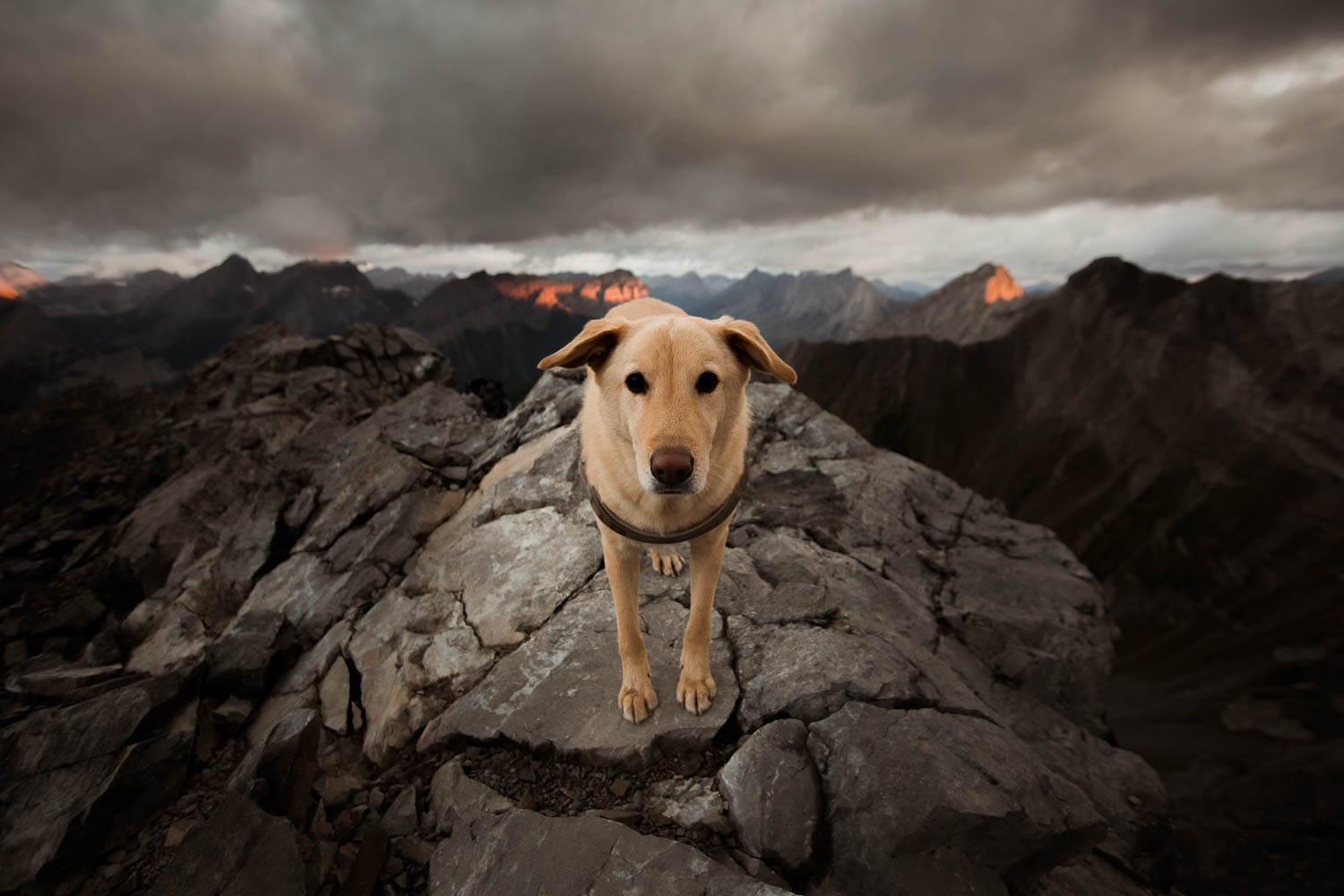 dog on top of mountain at sunrise