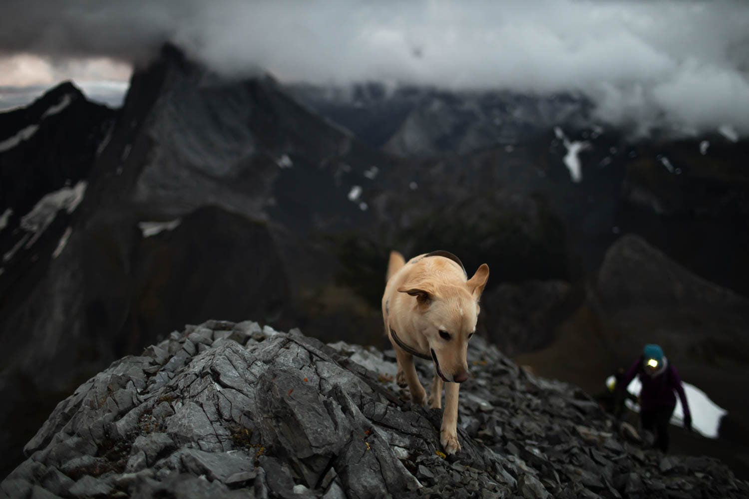 dog on hike