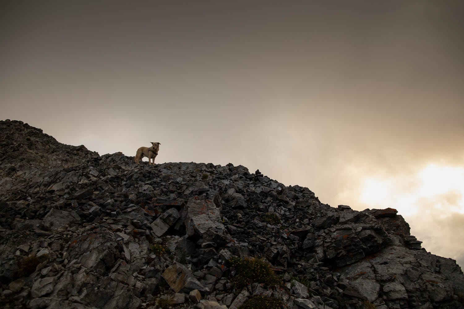 mountain dog