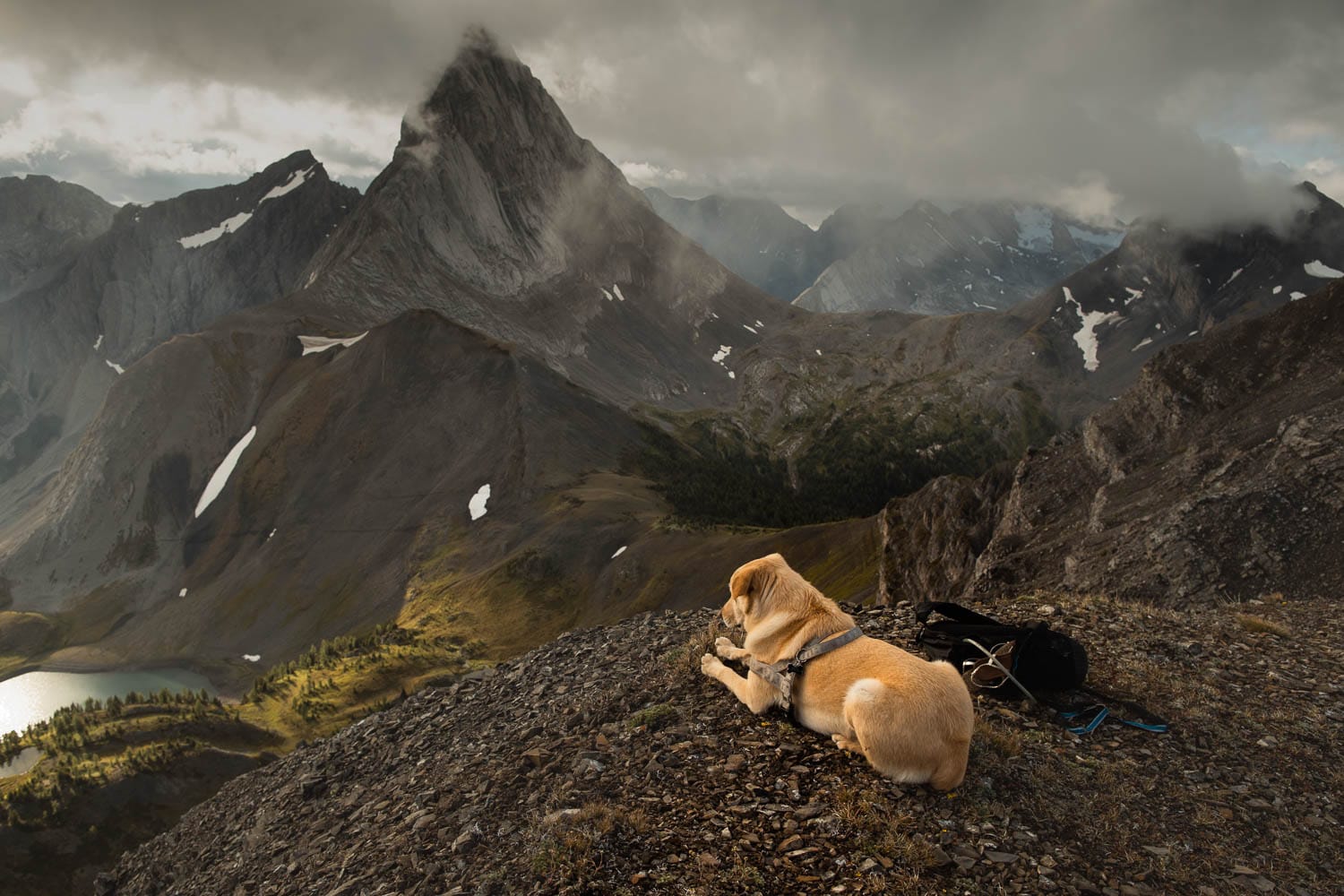 Dog on Mountain
