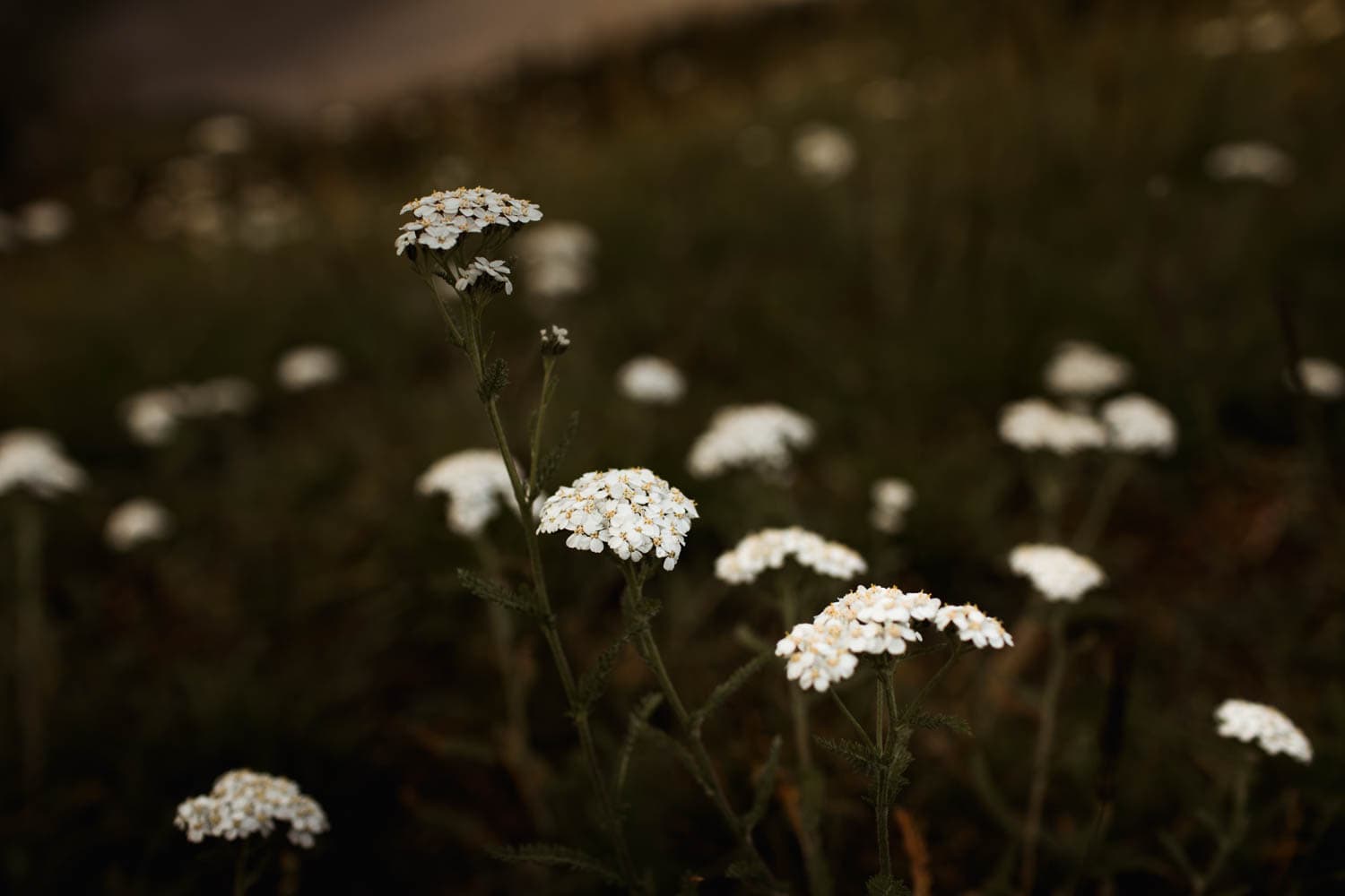 Kananaskis Wildflowers