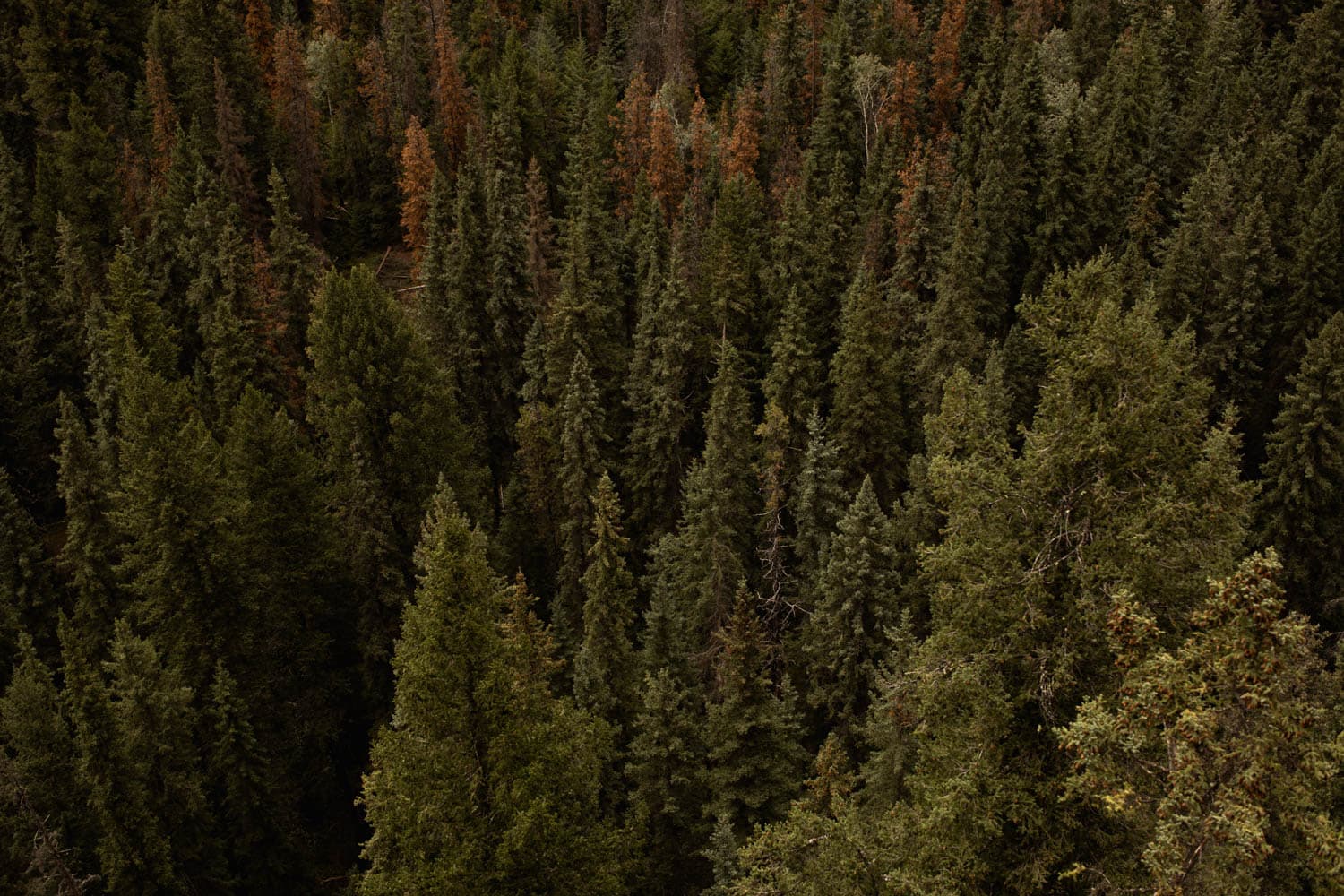 jasper trees