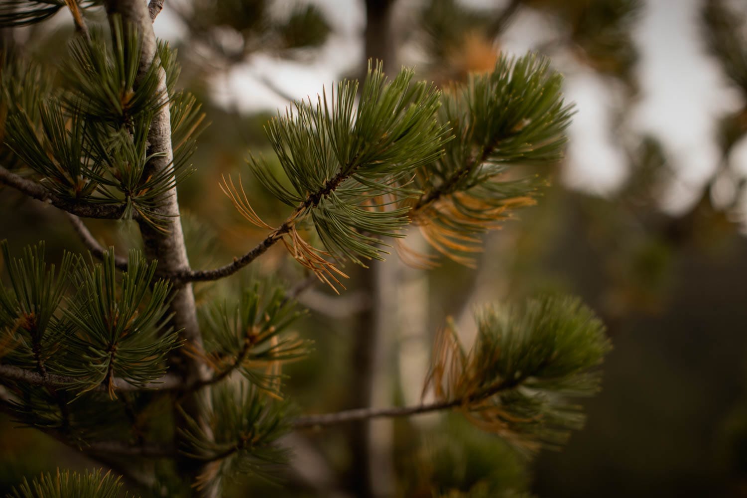 pine needles