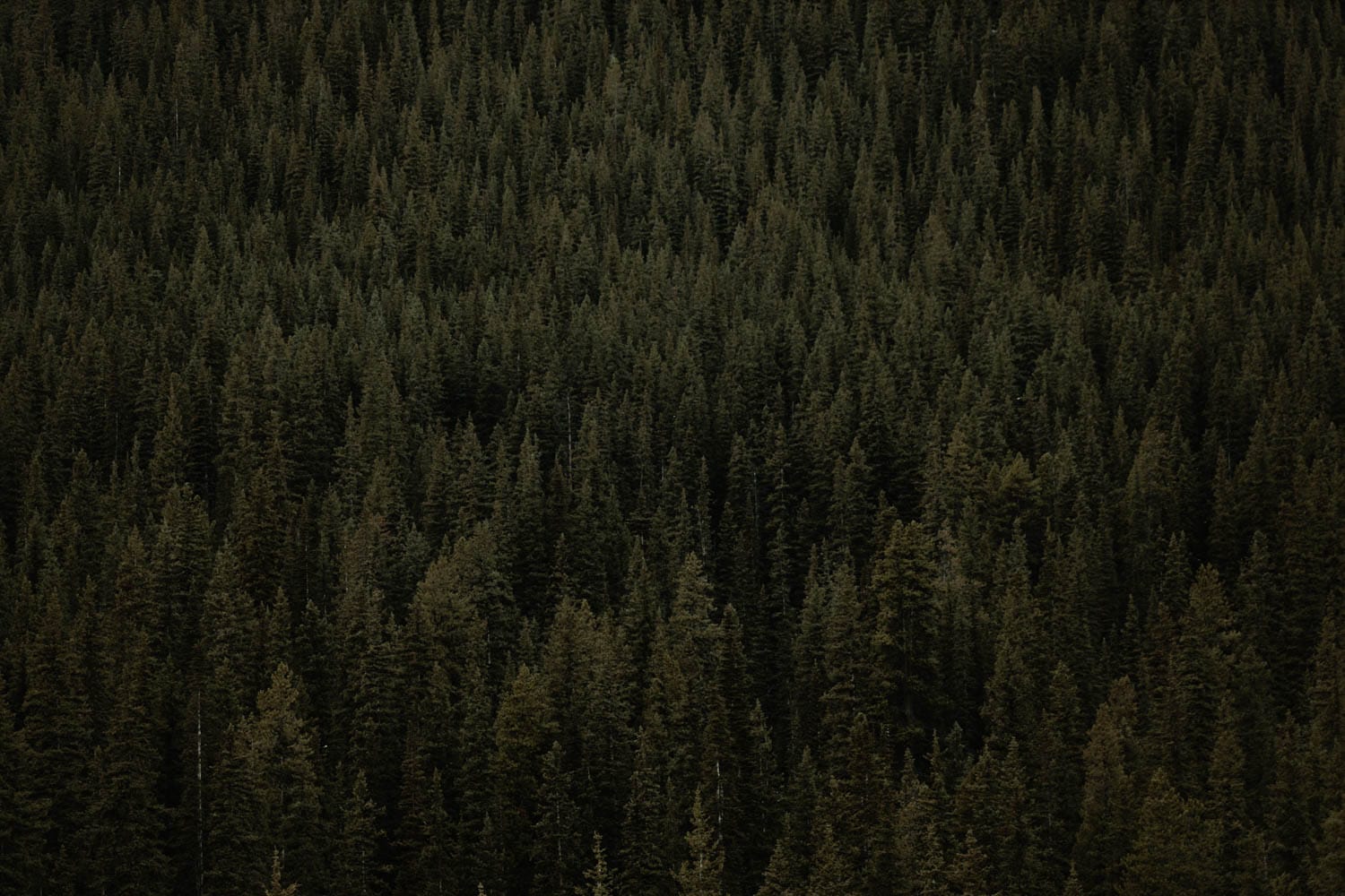 Banff Forest