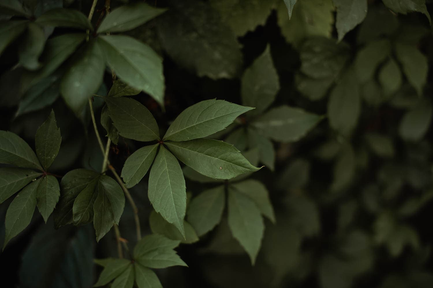 Leaf Detail