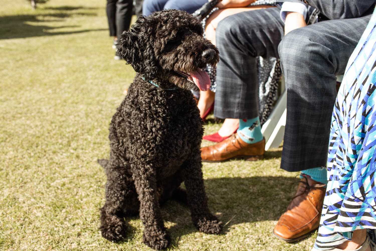 dog at wedding