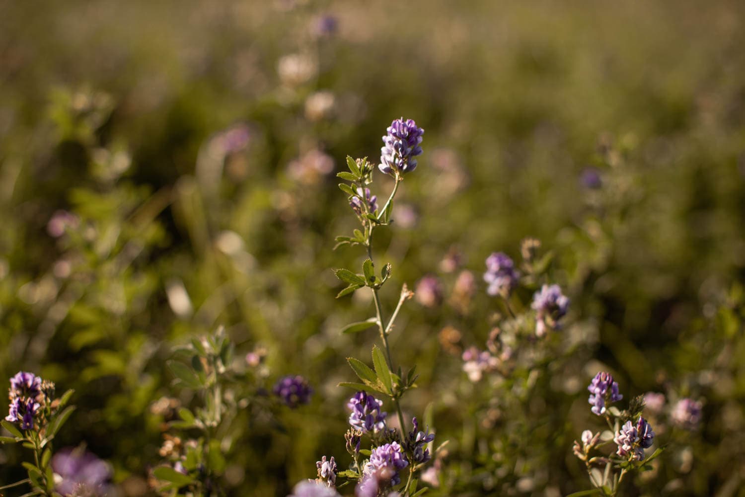 purple flower detail