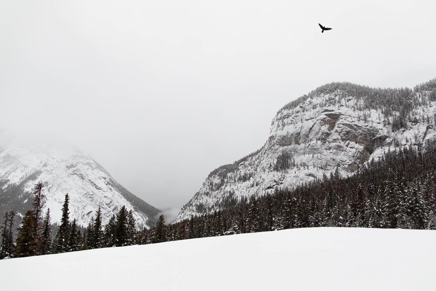 Banff Winter Landscape