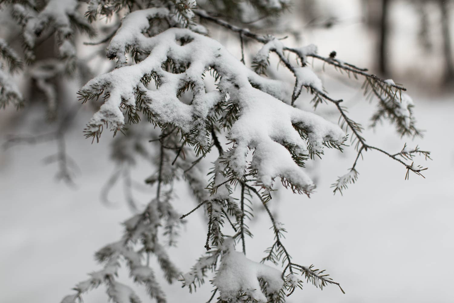 snow on branches