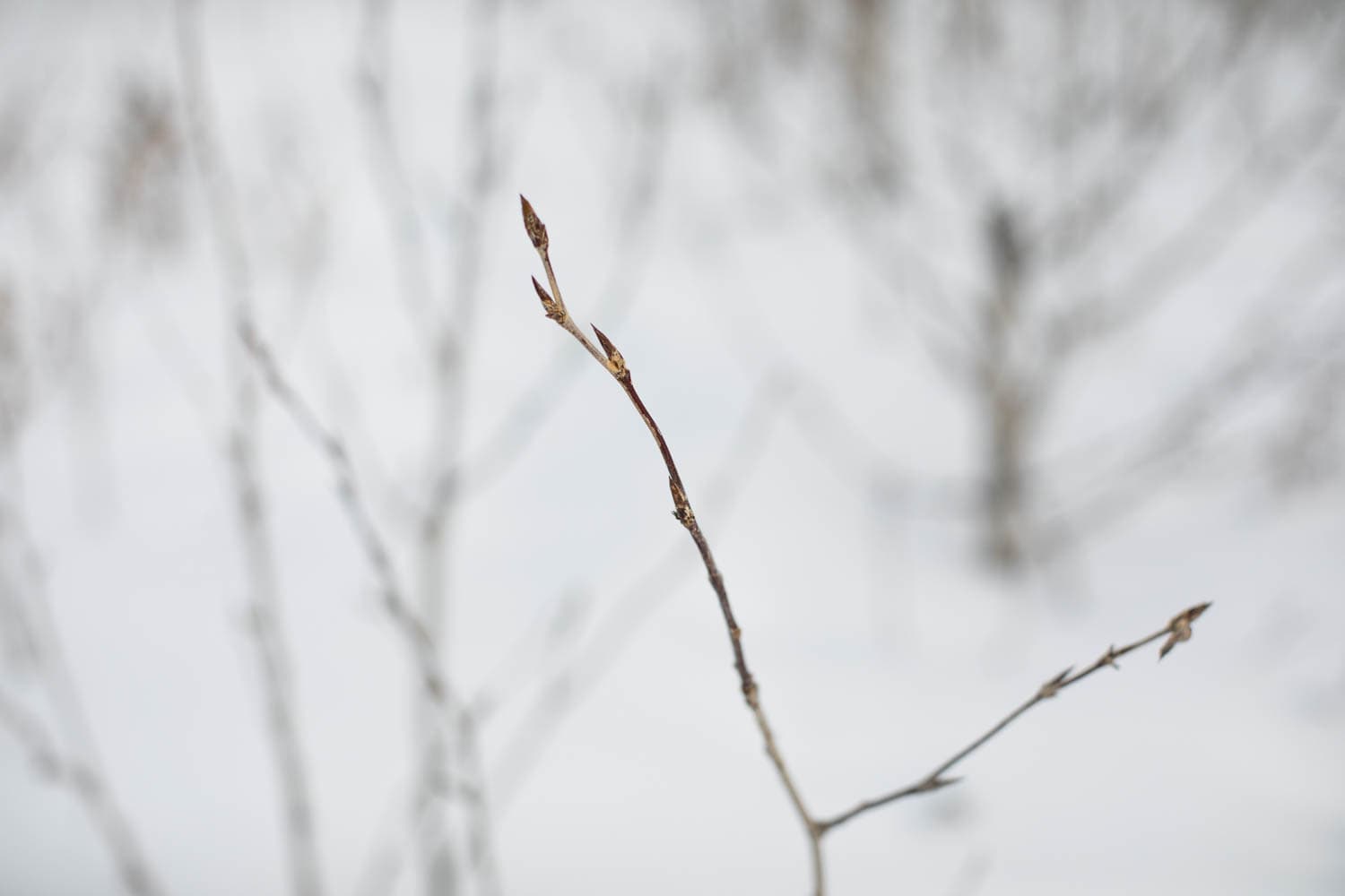 Winter foliage